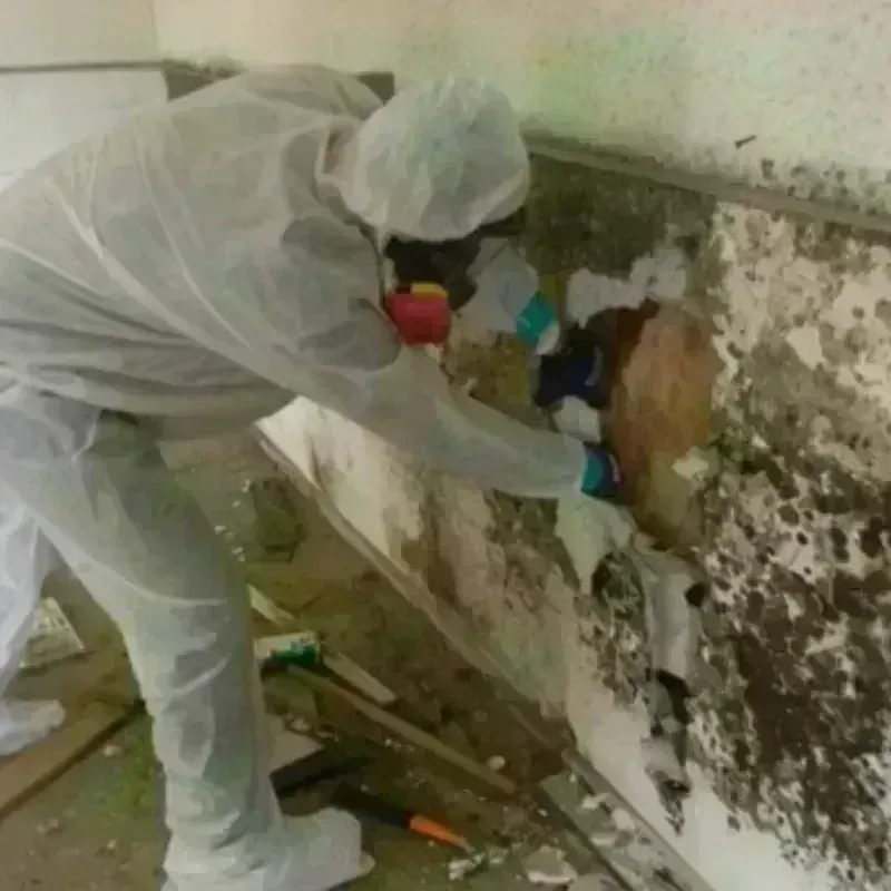 Best Mold Remediation and Removal Service in East Flat Rock, NC